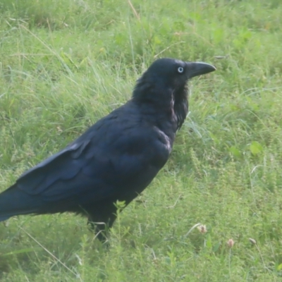 Corvus coronoides (Australian Raven) at Pine Island to Point Hut - 24 Jan 2024 by MatthewFrawley