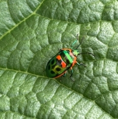 Scutiphora pedicellata (Metallic Jewel Bug) at Evatt, ACT - 25 Jan 2024 by LeahC