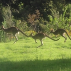 Macropus giganteus (Eastern Grey Kangaroo) at Pine Island to Point Hut - 24 Jan 2024 by MatthewFrawley