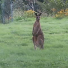 Macropus giganteus at Pine Island to Point Hut - 24 Jan 2024 06:59 PM