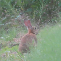 Oryctolagus cuniculus (European Rabbit) at Greenway, ACT - 24 Jan 2024 by MatthewFrawley