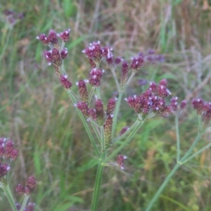 Verbena incompta at Pine Island to Point Hut - 24 Jan 2024 07:10 PM