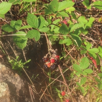 Rubus anglocandicans (Blackberry) at Pine Island to Point Hut - 24 Jan 2024 by MatthewFrawley