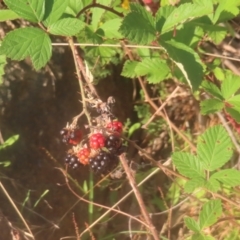 Rubus anglocandicans at Pine Island to Point Hut - 24 Jan 2024