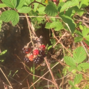 Rubus anglocandicans at Pine Island to Point Hut - 24 Jan 2024