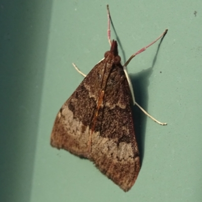 Uresiphita ornithopteralis (Tree Lucerne Moth) at Isaacs, ACT - 25 Jan 2024 by Mike