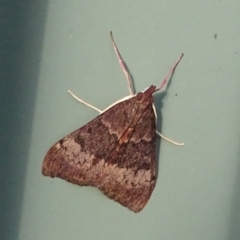 Uresiphita ornithopteralis at Isaacs, ACT - 26 Jan 2024