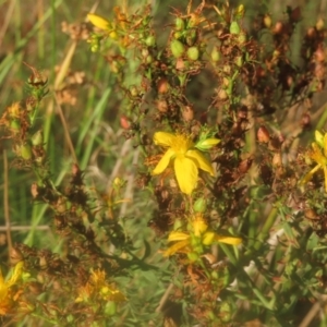 Hypericum perforatum at Pine Island to Point Hut - 24 Jan 2024