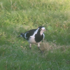 Grallina cyanoleuca (Magpie-lark) at Greenway, ACT - 24 Jan 2024 by MatthewFrawley