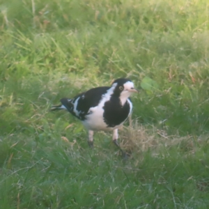 Grallina cyanoleuca at Pine Island to Point Hut - 24 Jan 2024