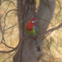 Platycercus eximius (Eastern Rosella) at Pine Island to Point Hut - 24 Jan 2024 by MatthewFrawley