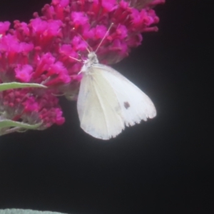 Pieris rapae at QPRC LGA - 25 Jan 2024