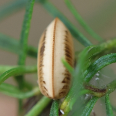 Blattodea (order) (Unidentified cockroach) at Hughes Grassy Woodland - 25 Jan 2024 by LisaH