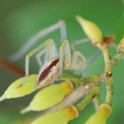 Cheiracanthium gracile (Slender sac spider) at Hughes Grassy Woodland - 25 Jan 2024 by LisaH