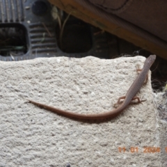 Unidentified Skink at Wollondilly Local Government Area - 11 Jan 2024 by bufferzone
