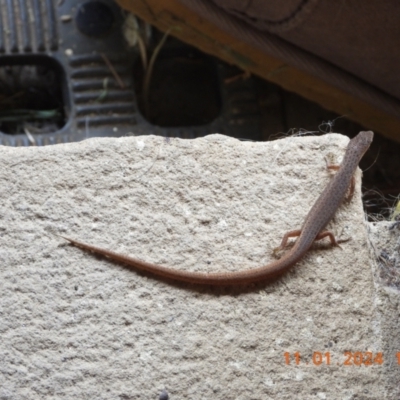 Saproscincus mustelinus (Weasel Skink) at Wollondilly Local Government Area - 11 Jan 2024 by bufferzone