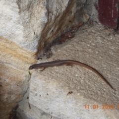 Saproscincus mustelinus at Wollondilly Local Government Area - suppressed