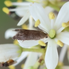 Unidentified Tortricid moth (Tortricidae) at Hughes Grassy Woodland - 25 Jan 2024 by LisaH