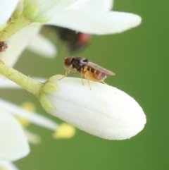 Unidentified True fly (Diptera) at Hughes, ACT - 25 Jan 2024 by LisaH