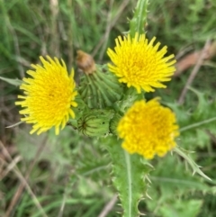 Sonchus asper (Prickly Sowthistle) at Flea Bog Flat to Emu Creek Corridor - 25 Jan 2024 by JohnGiacon