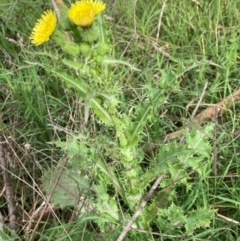 Sonchus asper at Flea Bog Flat to Emu Creek Corridor - 26 Jan 2024