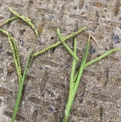 Paspalum dilatatum (Paspalum) at Belconnen, ACT - 25 Jan 2024 by JohnGiacon