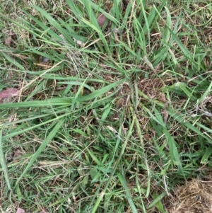 Paspalum dilatatum at Emu Creek - 26 Jan 2024 09:05 AM