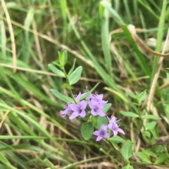 Mentha diemenica (Wild Mint, Slender Mint) at QPRC LGA - 24 Jan 2024 by Devesons