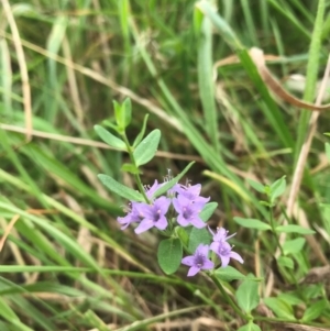 Mentha diemenica at QPRC LGA - 24 Jan 2024