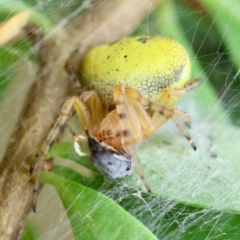 Araneus albotriangulus (White-triangle orb weaver) at Deakin, ACT - 25 Jan 2024 by LisaH