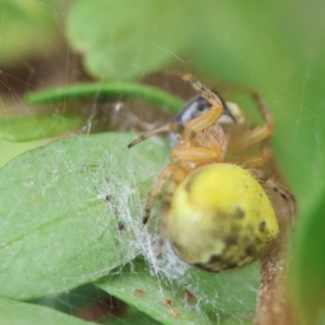 Araneus albotriangulus at Hughes Grassy Woodland - 25 Jan 2024