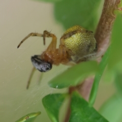 Araneus albotriangulus at Hughes Grassy Woodland - 25 Jan 2024