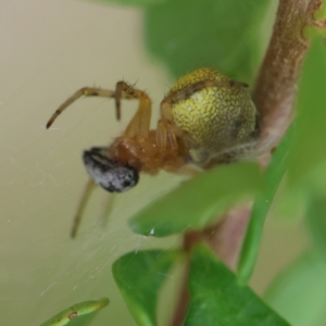 Araneus albotriangulus at Hughes Grassy Woodland - 25 Jan 2024 01:37 PM