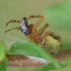 Araneus albotriangulus at Hughes Grassy Woodland - 25 Jan 2024