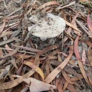 Amanita sp. at Bicentennial Park - 26 Jan 2024