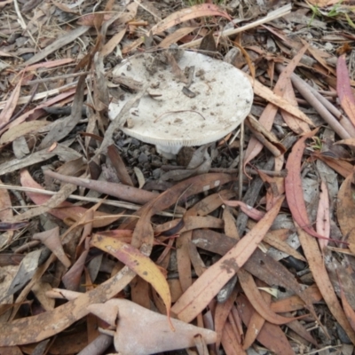 Amanita sp. (Amanita sp.) at Bicentennial Park - 25 Jan 2024 by Paul4K