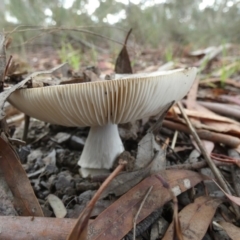 Amanita sp. at Bicentennial Park - 26 Jan 2024