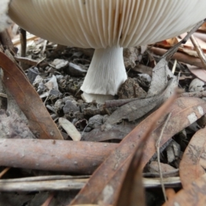 Amanita sp. at Bicentennial Park - 26 Jan 2024 07:33 AM