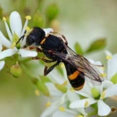 Williamsita sp. (genus) at Hughes, ACT - 25 Jan 2024 by LisaH