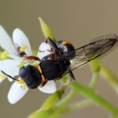 Williamsita sp. (genus) at GG165 - 25 Jan 2024