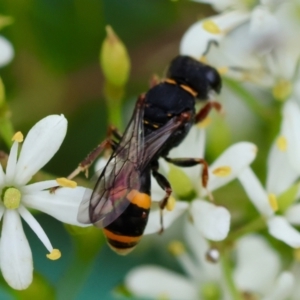 Williamsita sp. (genus) at GG165 - 25 Jan 2024