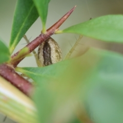 Oxyopes sp. (genus) (Lynx spider) at Hughes, ACT - 25 Jan 2024 by LisaH