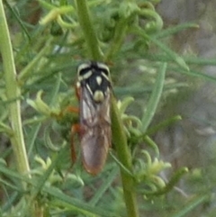 Pergagrapta latreillii (Sawfly) at QPRC LGA - 26 Jan 2024 by Paul4K