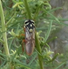 Pergagrapta sp. (genus) (A sawfly) at Bicentennial Park - 25 Jan 2024 by Paul4K
