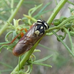 Pergagrapta sp. (genus) at QPRC LGA - 26 Jan 2024