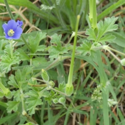 Erodium crinitum (Native Crowfoot) at Queanbeyan West, NSW - 25 Jan 2024 by Paul4K