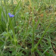 Erodium crinitum at Bicentennial Park - 26 Jan 2024 07:43 AM