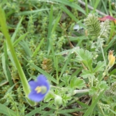 Erodium crinitum at Bicentennial Park - 26 Jan 2024