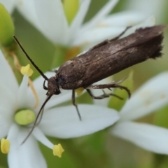 Scythrididae (family) (Tropical Longhorned Moth) at Red Hill to Yarralumla Creek - 25 Jan 2024 by LisaH