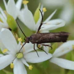 Scythrididae (family) at Hughes Grassy Woodland - 25 Jan 2024